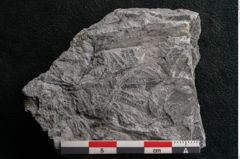 Foto (Detailansicht) von Callipteris sp.  (NHMW-GEO-2024-0188-10909)